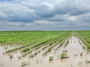 农田灌溉水常规理化分析在农业生产中有什么作用？