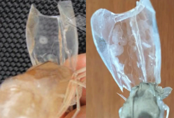 对虾白斑病检测